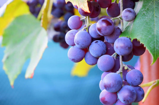 Resveratrolo: il supereroe degli antiossidanti dell’uva che rende unico il nostro Balsamico