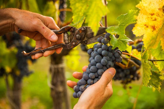 Dietro l’Aceto Balsamico: Vendemmia 2023 in crisi e la minaccia delle imitazioni